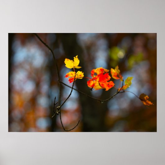Affiche de feuilles rouges et jaunes (Devant)