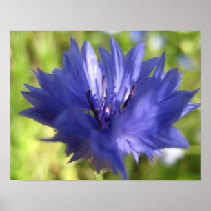 Affiche de fleur
