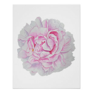 Affiche de fleur aquarelle Peony rose