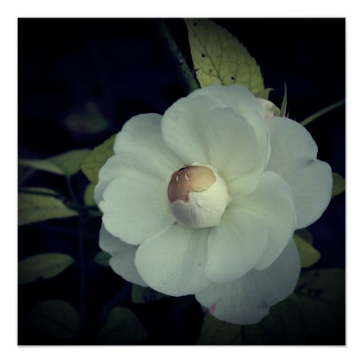 Affiche de Fleur Blanche en Fleur (Devant)