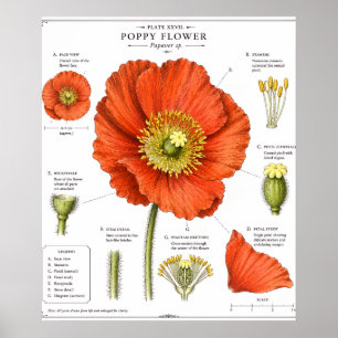 Affiche de fleur botanique Art floral vintage