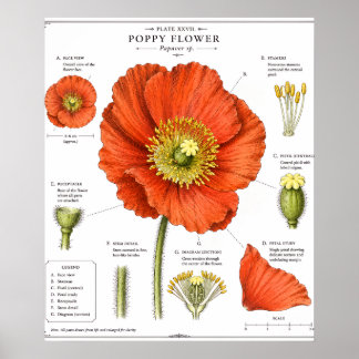 Affiche de fleur botanique | Art floral vintage