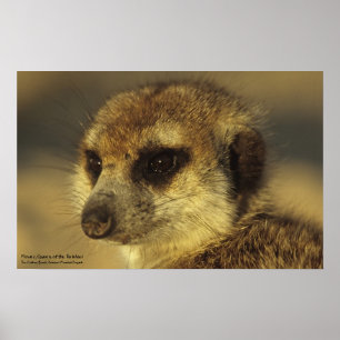 Affiche de fleur - collection royale de favoris