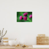 Affiche de fleur de chardon (Cuisine)