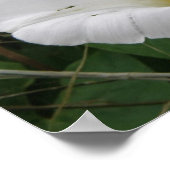 Affiche de fleur de Convolvulus blanc joli (Coin)