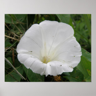 Affiche de fleur de Convolvulus blanc joli