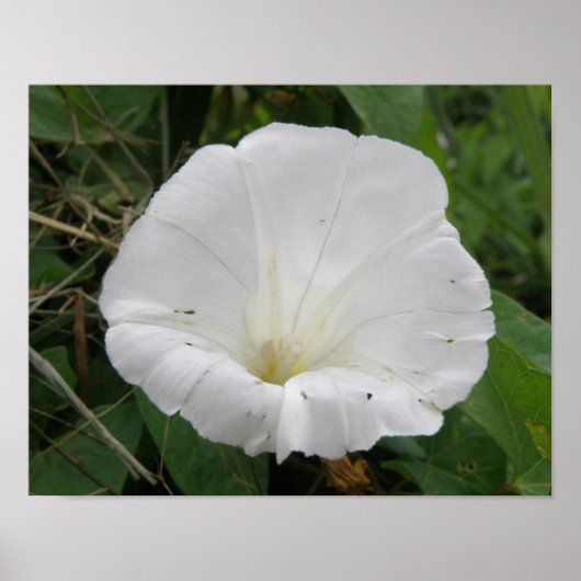 Affiche de fleur de Convolvulus blanc joli (Devant)