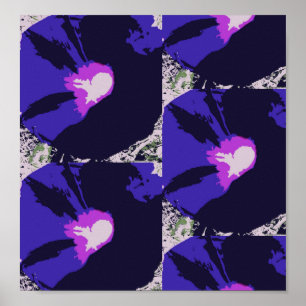 Affiche de fleur de gloire de matin