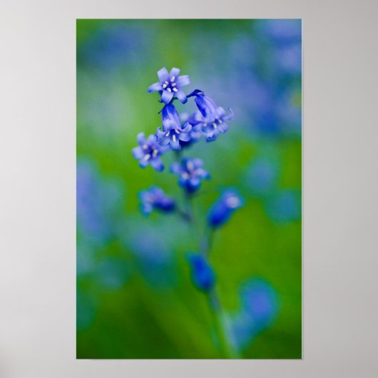 Affiche de fleur de jacinthe des bois (Devant)