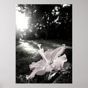 Affiche de fleur de ketmie de B&W