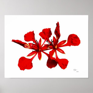 Affiche de fleur de Poinciana royale
