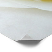 Affiche de fleur de rose blanche (Coin)