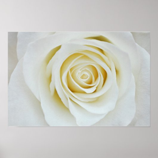 Affiche de fleur de rose blanche (Devant)