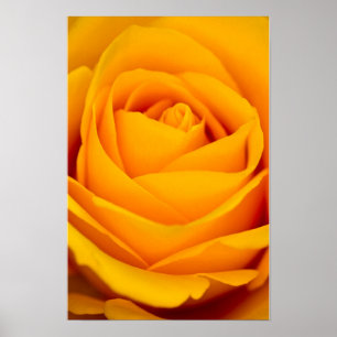 Affiche de fleur de rose jaune