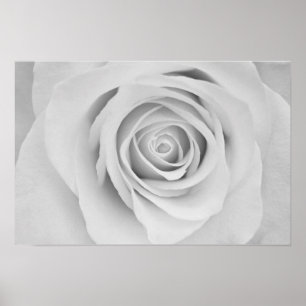 Affiche de fleur de rose noir et blanc