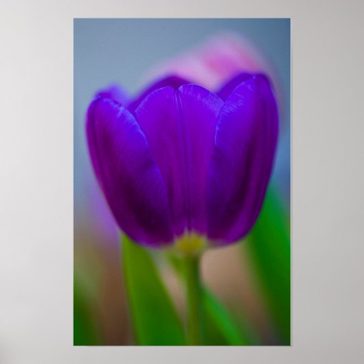 Affiche de fleur de tulipe violette (Devant)