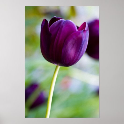Affiche de fleur de tulipe violette (Devant)