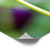 Affiche de fleur de tulipe violette (Coin)