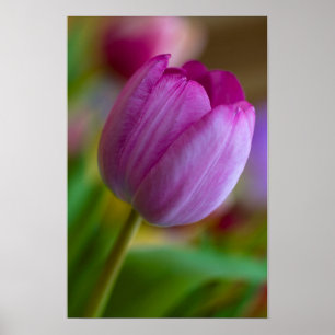 Affiche de fleur de tulipe violette