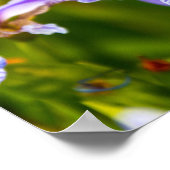 Affiche de fleur d'iris (Coin)