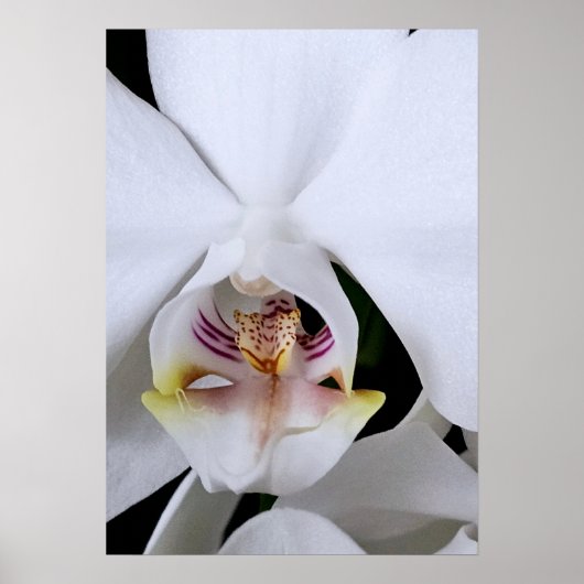 Affiche de fleur d'orchidée blanche (Devant)