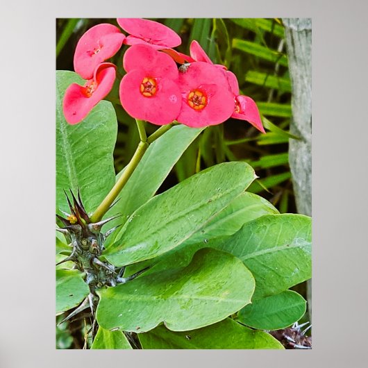 Affiche de fleur rose (Devant)