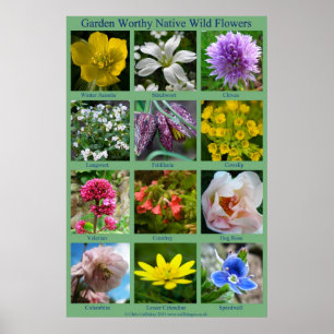 Affiche de fleur sauvage
