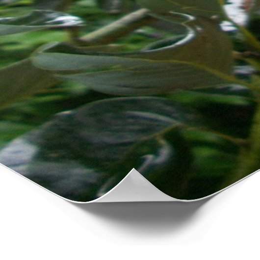 Affiche de fleurs (Coin)