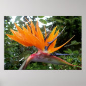 Affiche de fleurs (Devant)