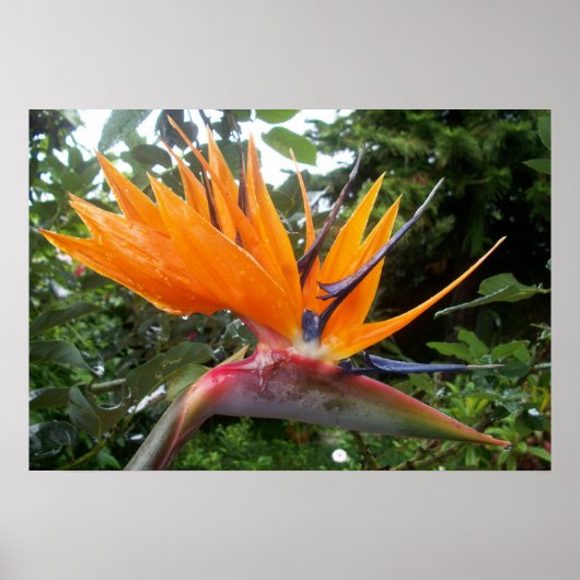 Affiche de fleurs (Devant)