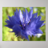 Affiche de fleurs (Devant)