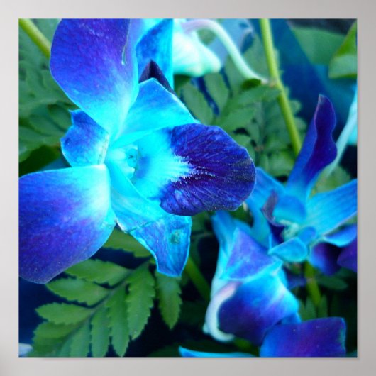 affiche de fleurs bleues de la nature (Devant)