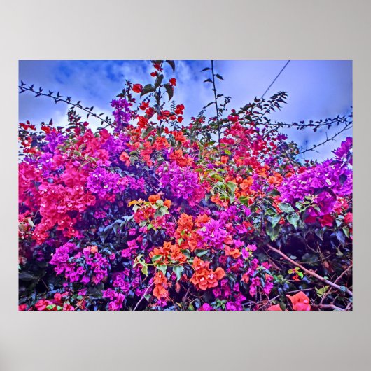 Affiche de fleurs colorée (Devant)