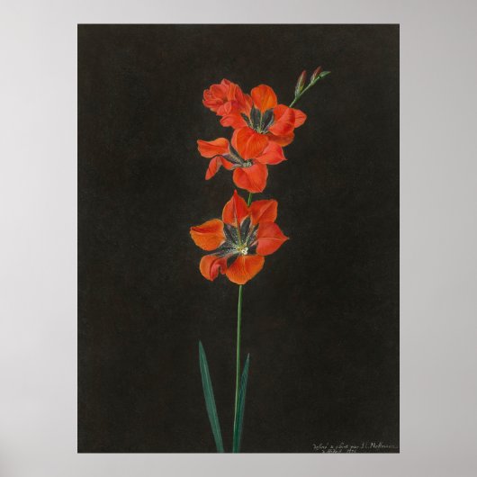 Affiche de fleurs de Lelie d'Hoffmann (Devant)