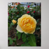Affiche de fleurs de rose jaune (Devant)