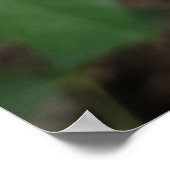 Affiche de fleurs de rose jaune (Coin)