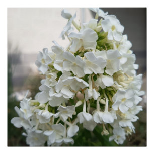 Affiche de fleurs d'hortensia blanc élégant   Bota