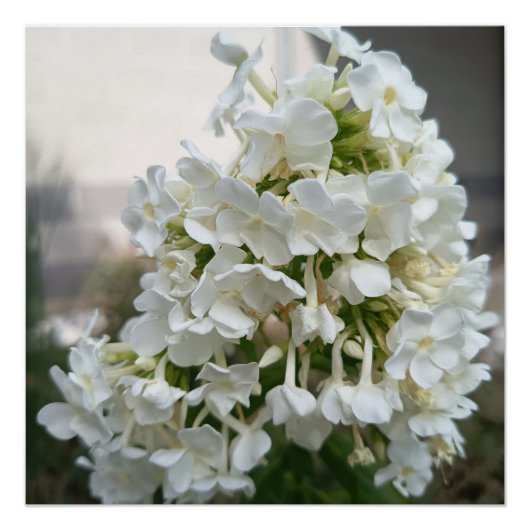 Affiche de fleurs d'hortensia blanc élégant | Bota (Devant)