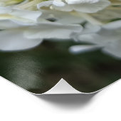 Affiche de fleurs d'hortensia blanc élégant | Bota (Coin)