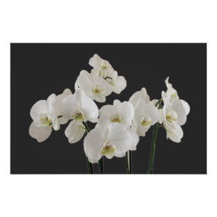 Affiche de fleurs d'orchidée blanche