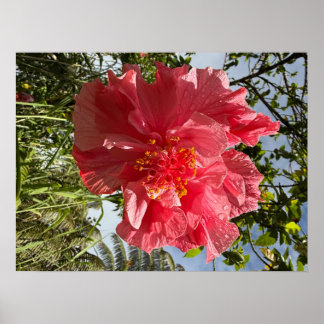 Affiche de fleurs Hibiscus @3dudes1life