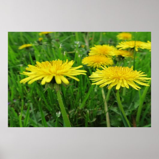 affiche de fleurs jaunes d'été (Devant)