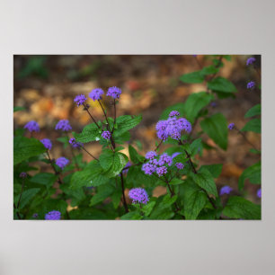 Affiche de fleurs sauvages violettes
