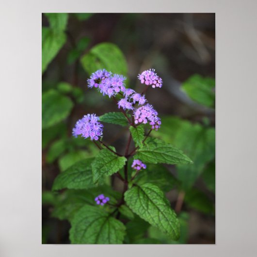 Affiche de fleurs sauvages violettes (Devant)