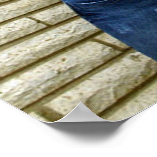 Affiche de fleurs Scotty Vanity (Coin)