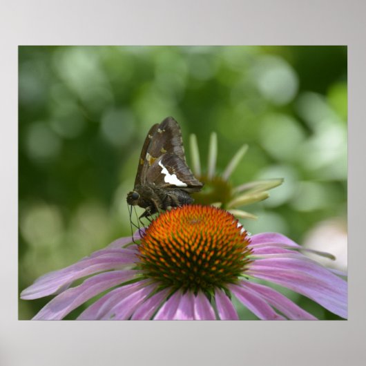 AFFICHE DE FONDU (Devant)
