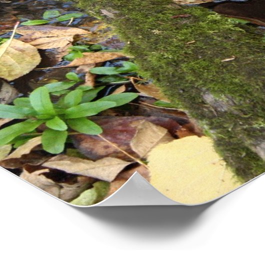 Affiche de Forest Creek (Coin)