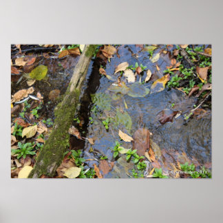 Affiche de Forest Creek