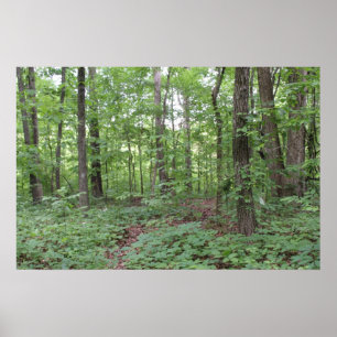Affiche de forêt