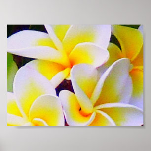 affiche de frangipani